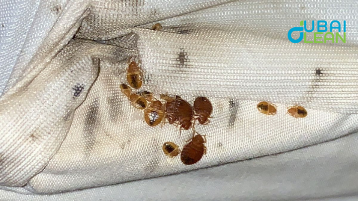 Bed Bug Control in Dubai