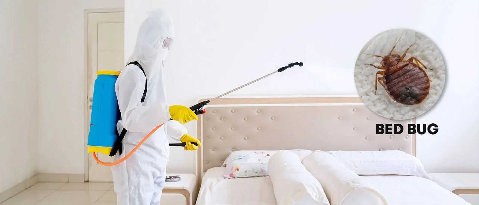 bed bugs control dubai 1