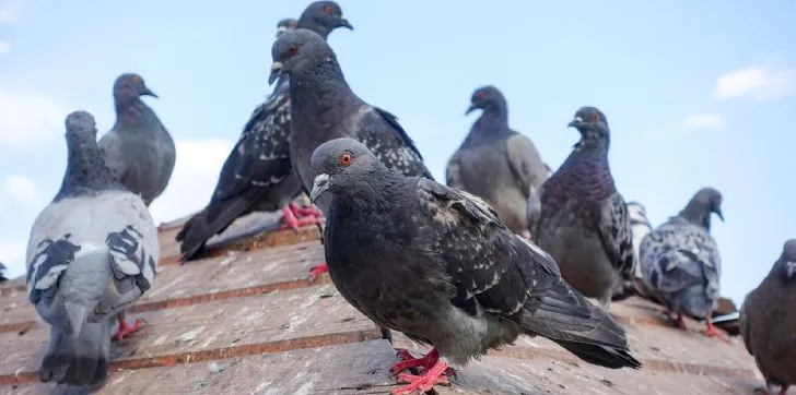 birds control dubai