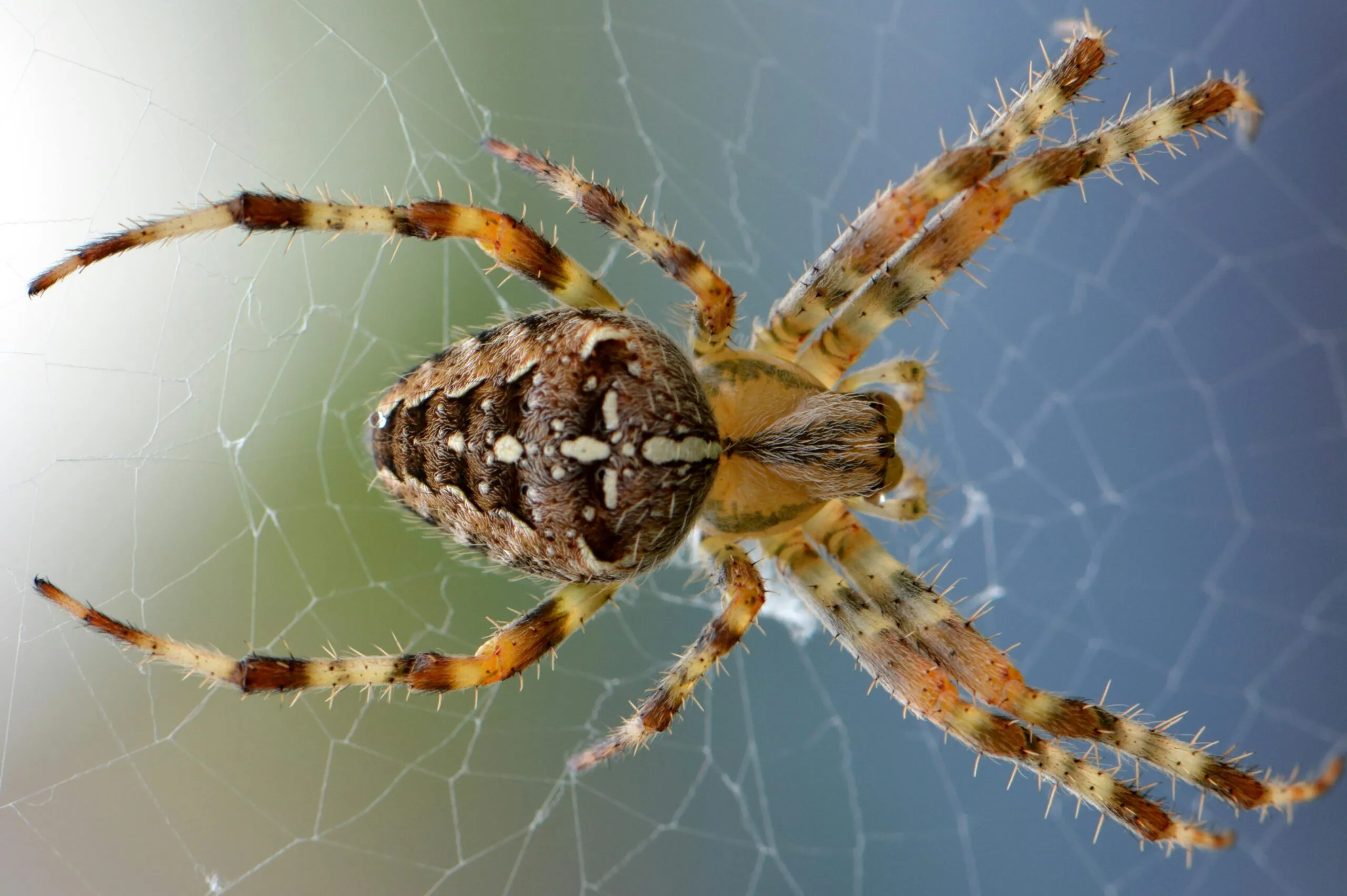 spider removal services dubai