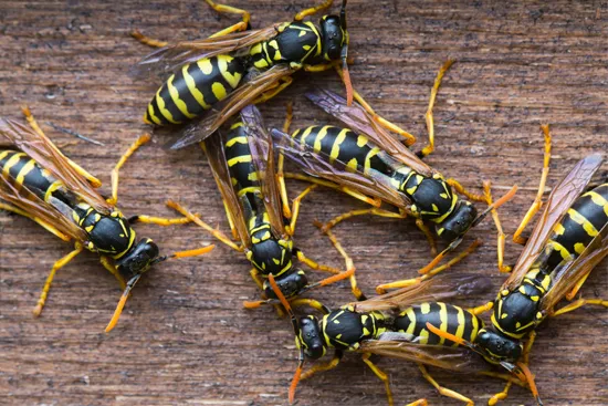 wasp & bee control dubai 1