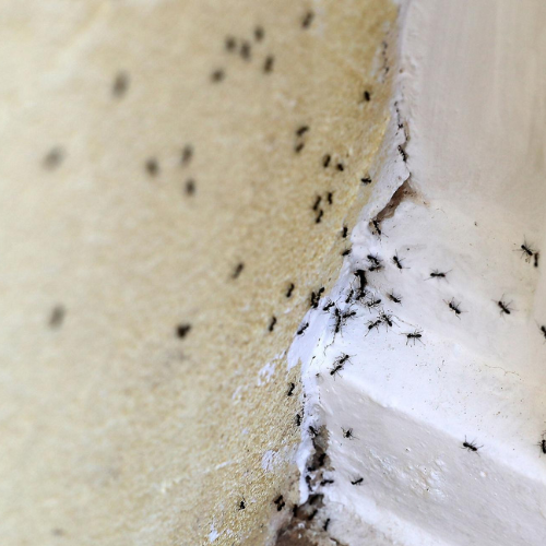 ants control dubai