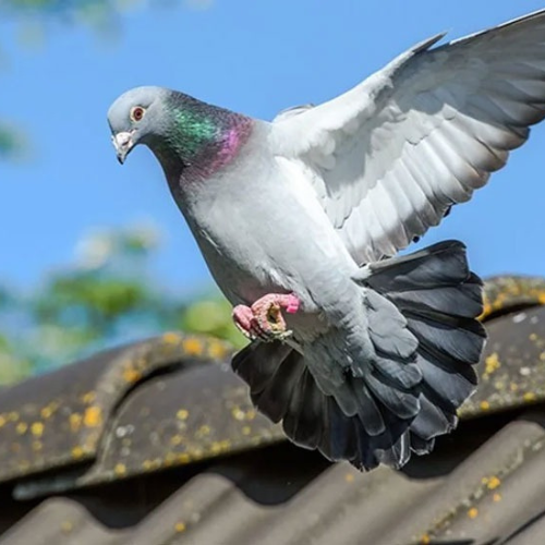 birds control dubai