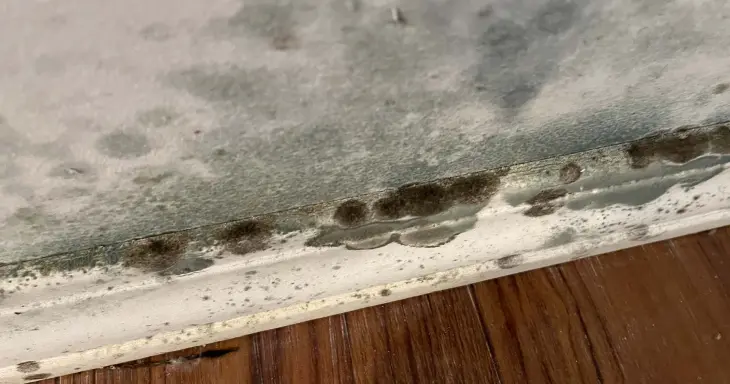 mold on wood dcs