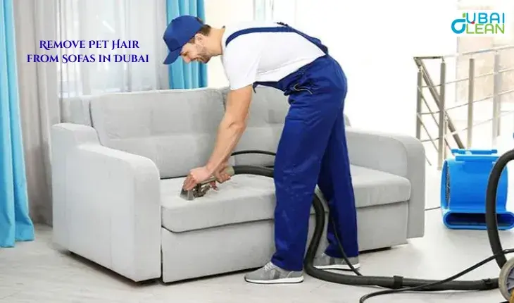 remove pet hair from sofa dcs 1