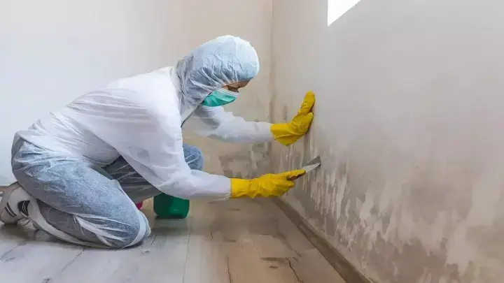 dcs mold cleaning services dubai