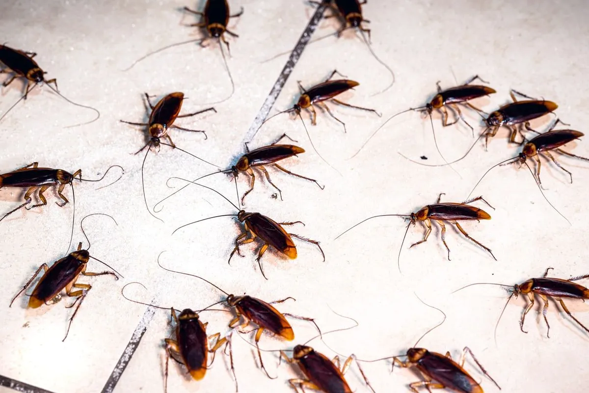 Sudden Cockroach Outbreaks in Dubai Homes Explained