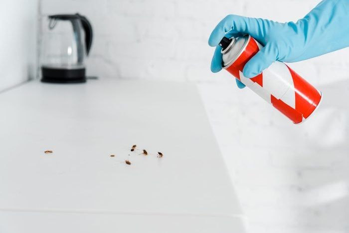Ant and Pest Control Dubai | Reliable & Safe Solutions
