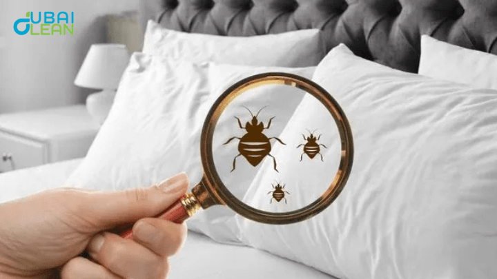 Bed Bugs Pest Control Dubai | Fast & Safe Treatment