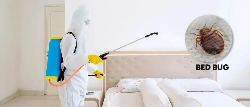 dcs bed bug pest control dubai2