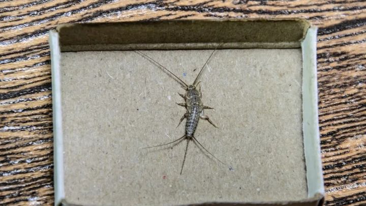 silverfish infestation Dubai