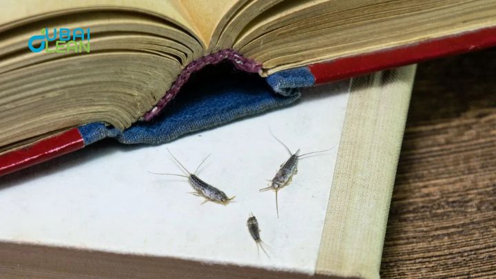 Silverfish infestation dubai
